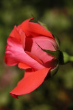 Red RoseJune 10, 2008