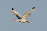 White Ibis