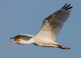 White Ibis