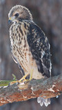 Red-shouldered Hawk Chick, Mercer Wetlands