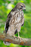 Fledged Red-shouldered Hawk Chick, Mercer Wetlands