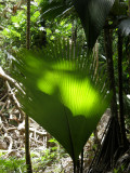 Vallee de Mai