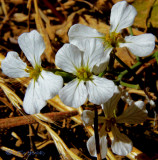 similiar to wild radish - Un-ID Wildflower