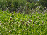 Pine Pond foliage