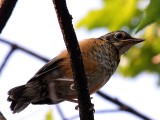 02 JUL 08 Newly Fledged