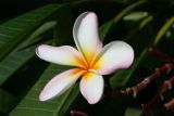 Plumeria