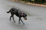 Hana (Chris and Stan's dog) carrying avocado at The Farm