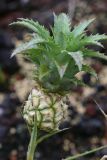 Mini pineapple at The Farm