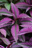 Beautiful plant at The Farm