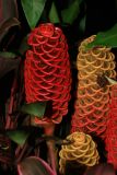 Flora at the Botanical Gardens