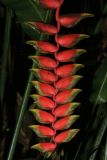 Flora at the Botanical Gardens