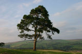 just a tree