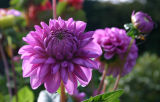 dahlia