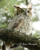 Great Horned Owl