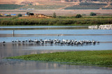 DSC_9016Copy.jpg