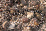 Juvenile Bandy-Bandy Vermicella annulata R0014227