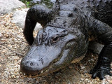 Homosassa '08