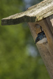 Tree Swallow