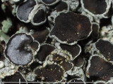 Rosettlav - Physcia aipolia - Hooded Rosette Lichen