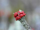 Pinnlav - Cladonia floerkeana - Bengal Match Lichen or Gritty British soldiers