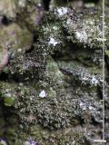 Glänsande sköldlav - Melanelixia fuliginosa - Abraded brown