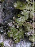 Glänsande sköldlav - Melanelixia fuliginosa - Abraded brown