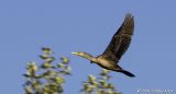 Cormorant in the tree tops