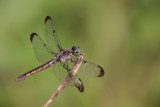 female Great Blue Skimmer.jpg