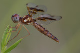 Eastern Amberwing.jpg