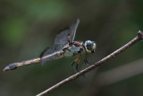 female Great Blue Skimmer.jpg