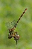 Broad-striped Forceptail with bee.jpg