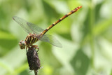 female Broad-striped Forceptail.jpg
