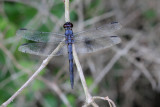 Slaty Skimmer.jpg