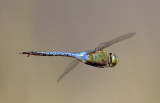 Common Green Darner in flight1.jpg