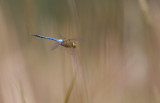 Common Green Darner in flight2.jpg