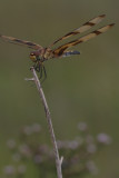 Halloween Pennant2.jpg