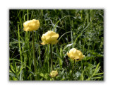 116 Trollius europaeus