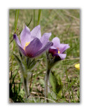 159 Pulsatilla halleri