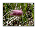 157 Pulsatilla vernalis