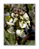 1816 Pedicularis tuberosa