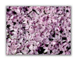 425 Silene acaulis