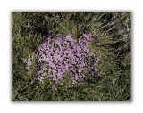 425 Silene acaulis