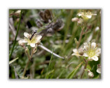 915 Saxifraga exarata