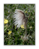 157 Pulsatilla vernalis