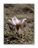 157 Pulsatilla vernalis