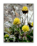 1145 Trifolium badium