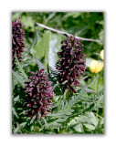 1812 Pedicularis recutita