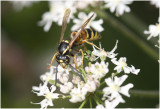 Rode Wesp - Vespula rufa