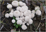 Parelstuifzwam - Lycoperdon perlatum