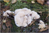 Spekzwoerdzwam - Merulius tremellosus